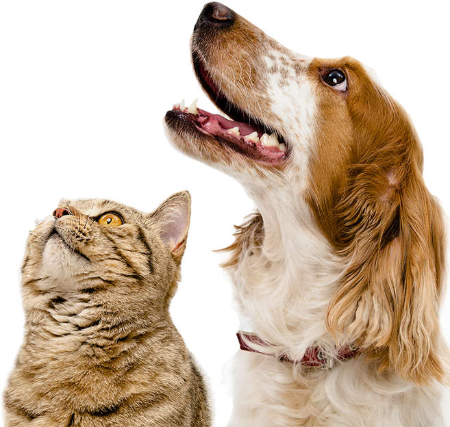 Dogs - Odkurzacz Dla Zwierząt (700x663), Png Download