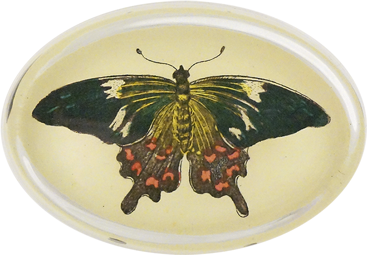 Papilio Machaon (800x800), Png Download