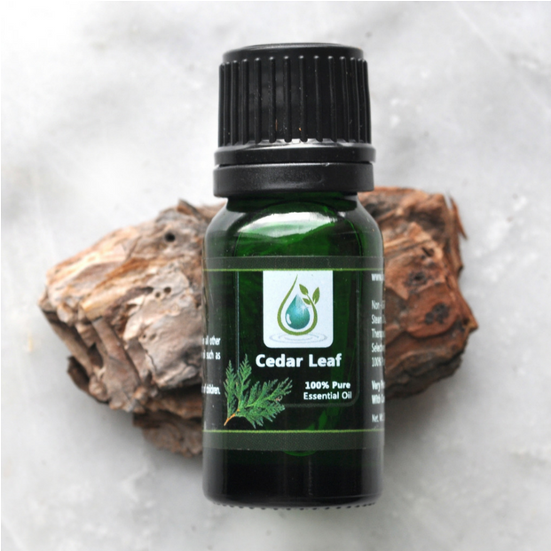 Leaf Cedar 100% Pure Essential Oil 100% Pure Essential - Chocolate (1200x1200), Png Download