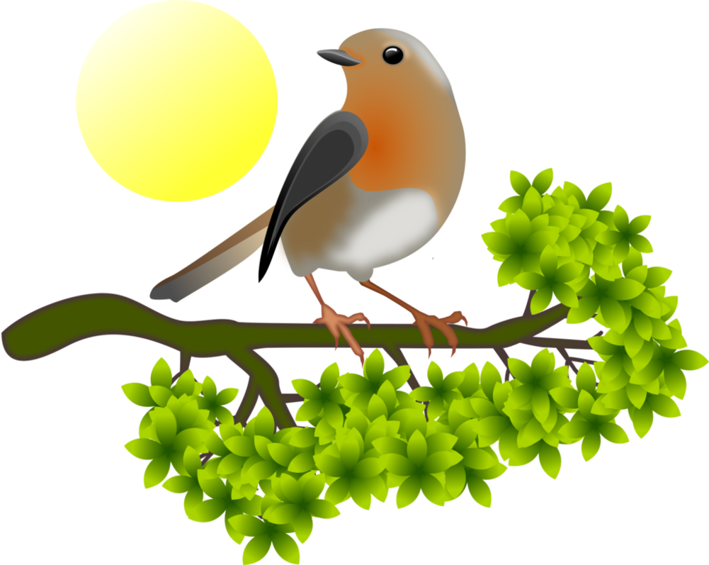 European Robin Png Hd - European Robin (1001x797), Png Download