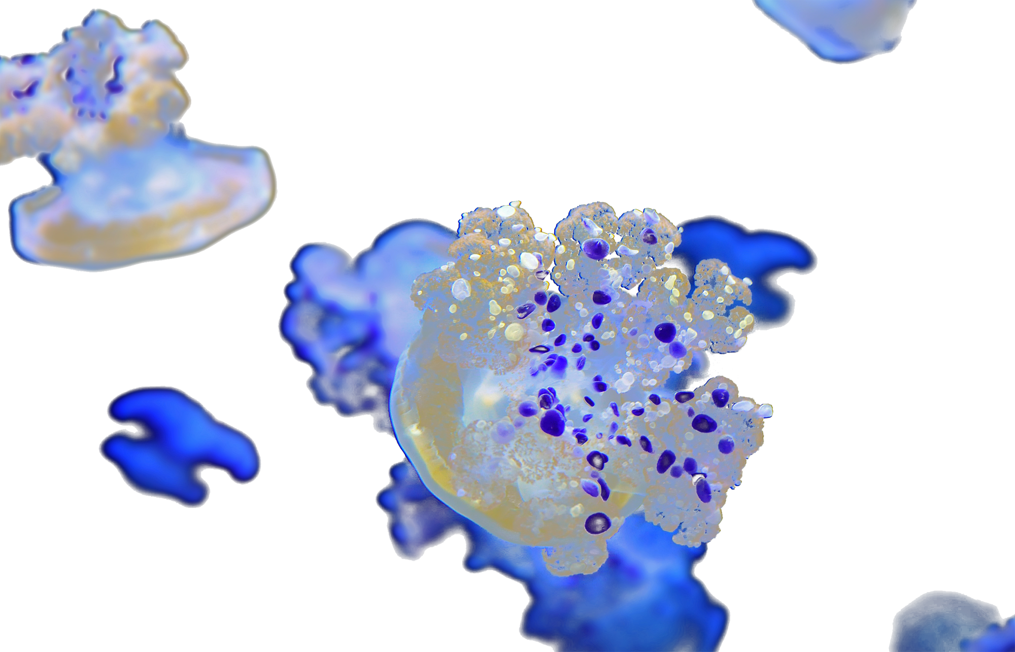 An Altered Photo Of Mediterranean Jellyfish, Monterey - Macro Photography (2000x1285), Png Download