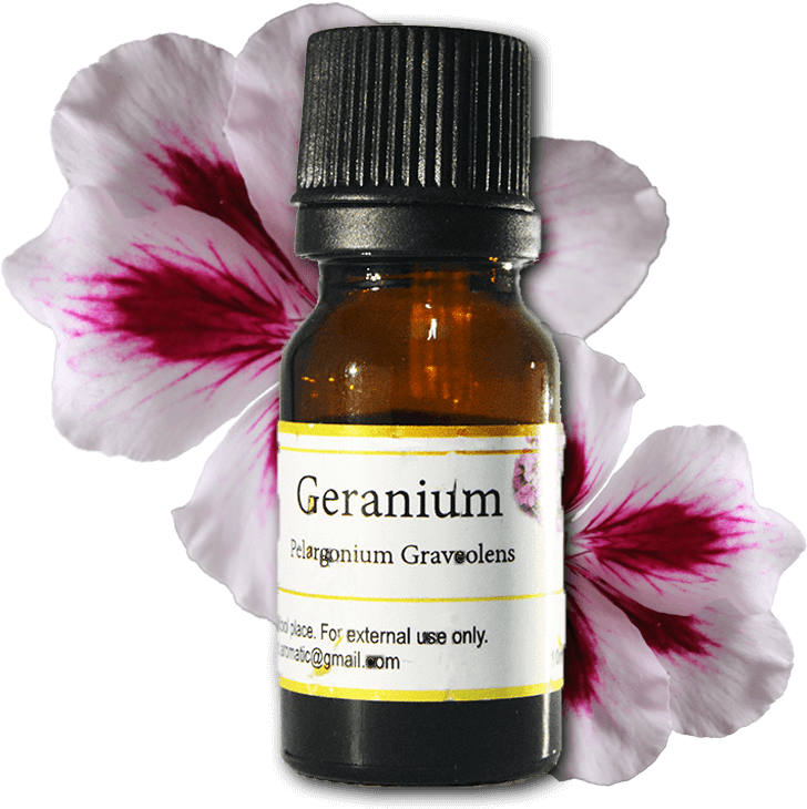 Geranium - Flowers White & Pink Png (800x800), Png Download