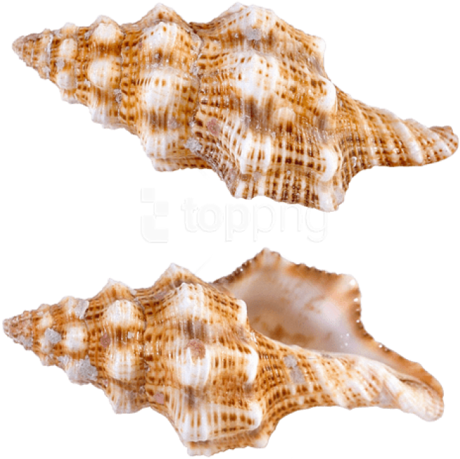 Free Png Download Transparent Sea Snail Shells Clipart - Sea Snail Png (850x714), Png Download