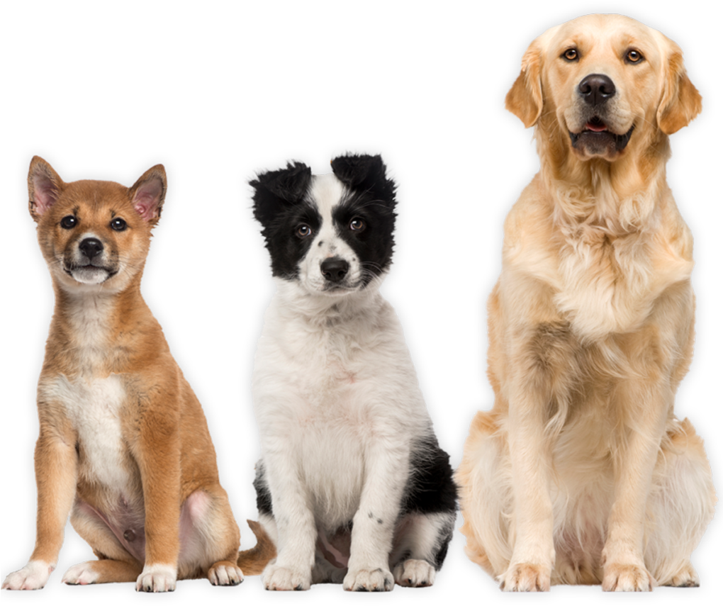 You Constantly Ask Your Siblings To Snapchat You Photos - Hunde Weisser Hintergrund (1019x1024), Png Download