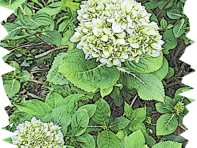 Drawn Shrub Flower - Hydrangea (640x480), Png Download