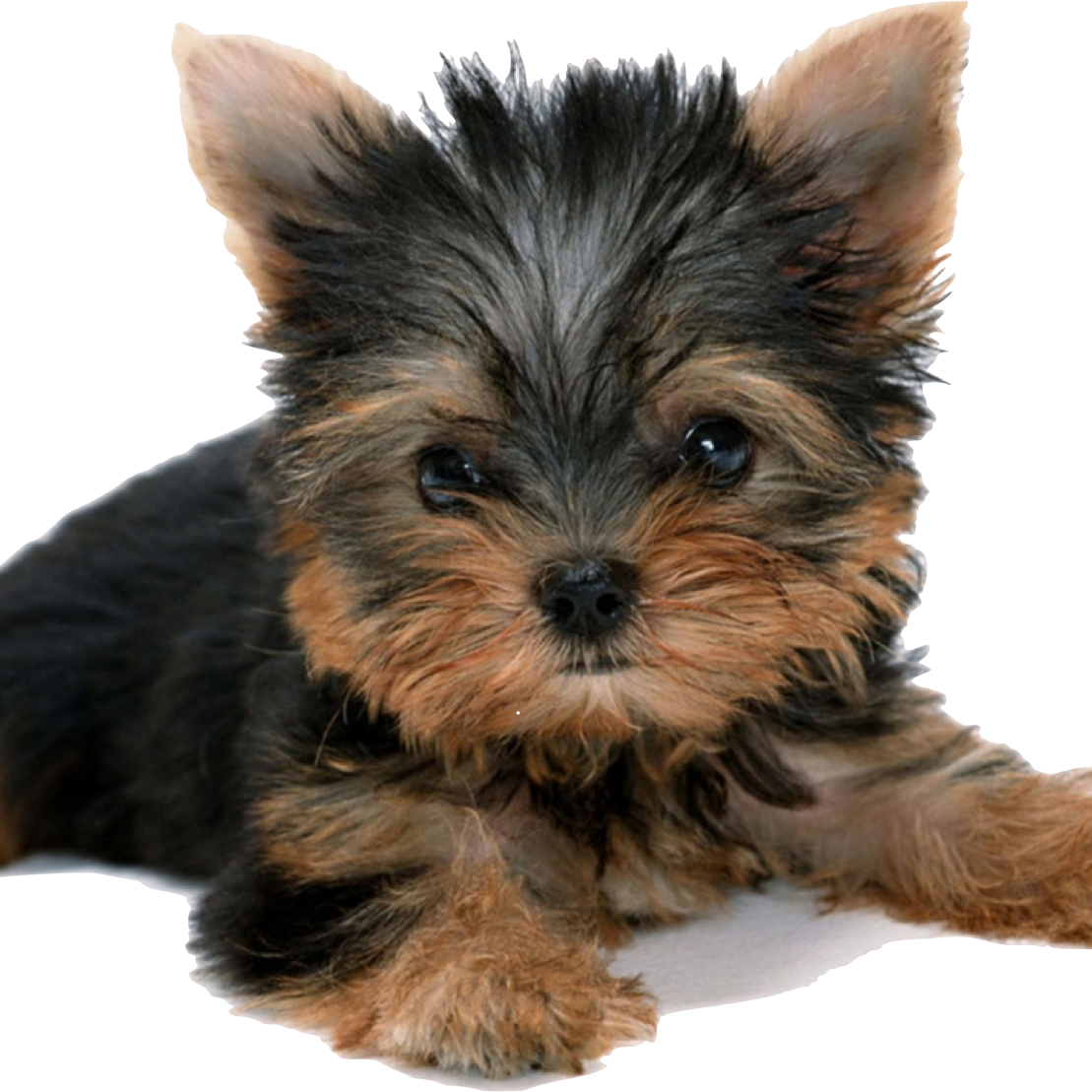 Graphic Royalty Free Stock Shepuppy Healthy For Happy - Do Cachorro Yorkshire Filhote (1109x1109), Png Download