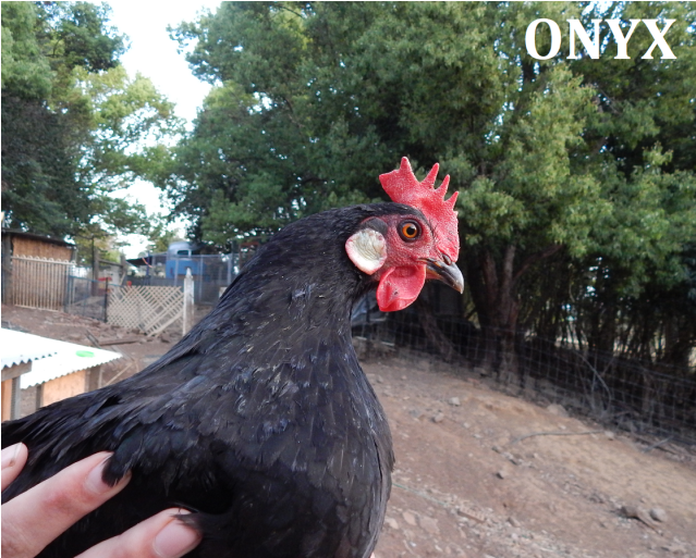 Photo Of Onyx & Cider - Rooster (638x638), Png Download
