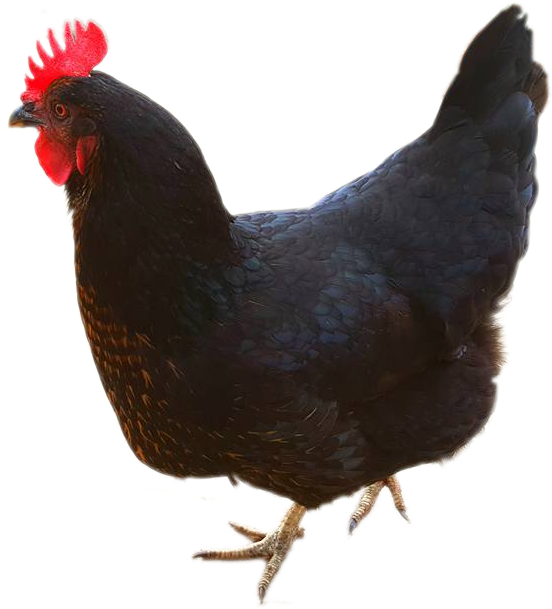Chicken - Rooster (676x641), Png Download