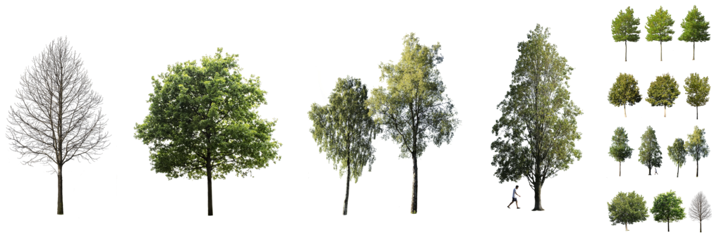 Bundles Of Cutout Trees Ready To Download - Pond Pine (1024x333), Png Download