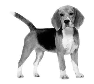 Beagle - Royal Canin Beagle (387x399), Png Download