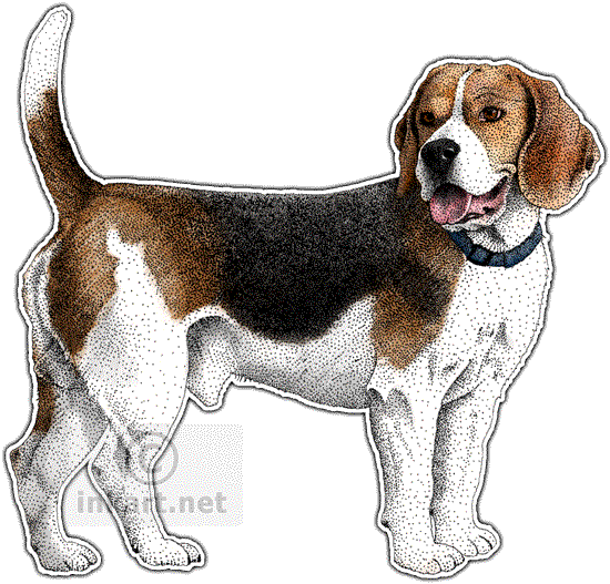 Beagle Decal - Dog (550x527), Png Download
