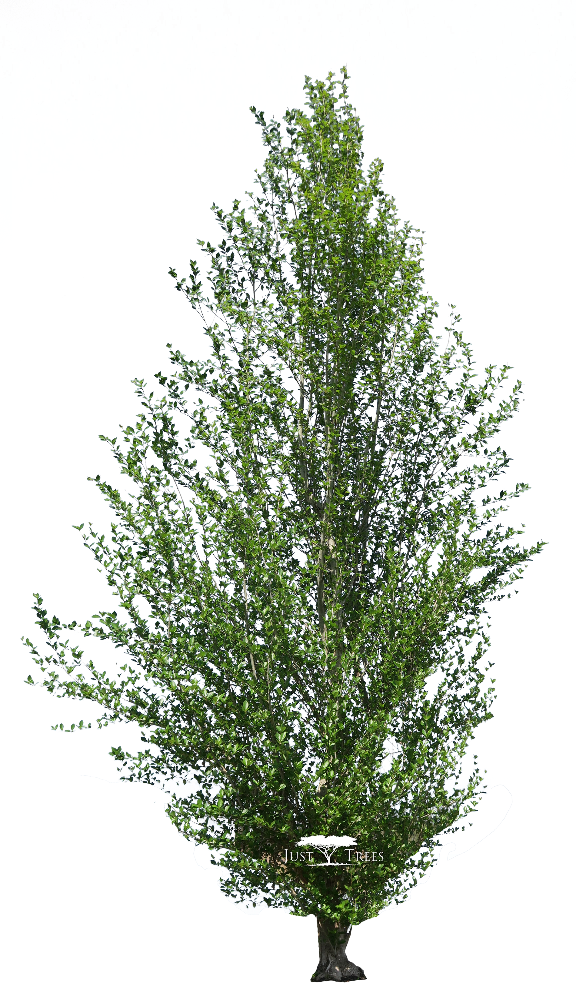 Populus Simonii - Afrocarpus Latifolius Png (1900x3282), Png Download