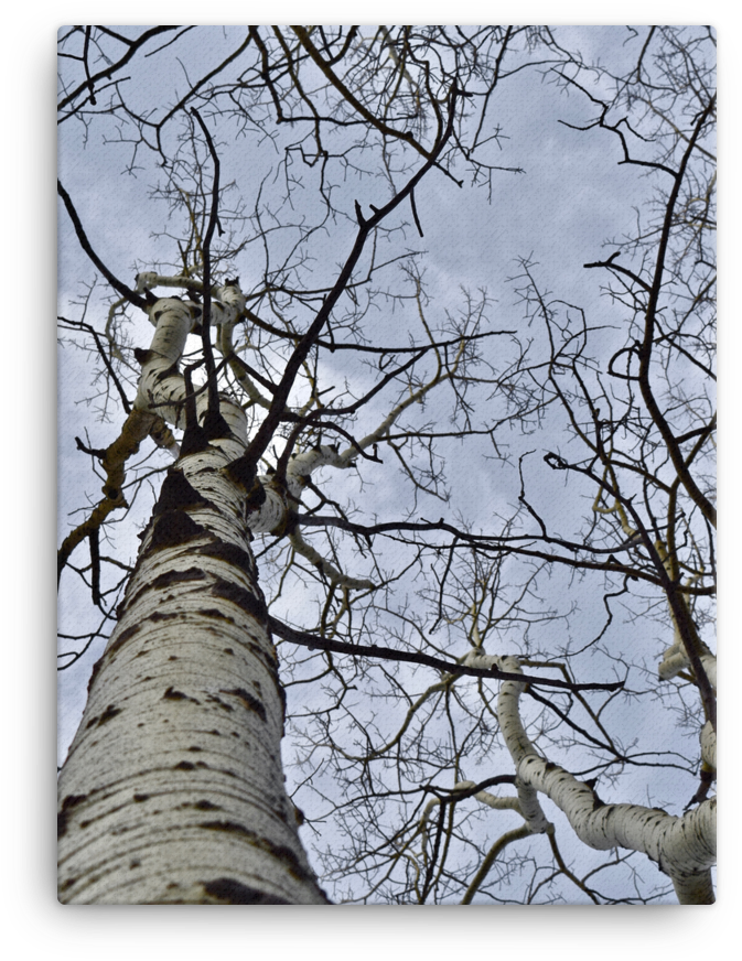 Aspen Trees, Rocky Mountains, Co - Colorado (1000x1000), Png Download