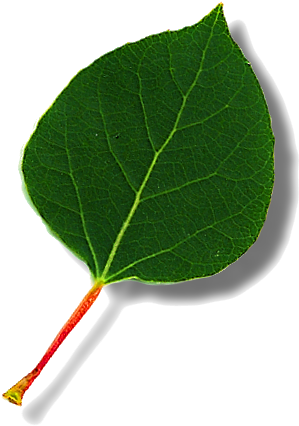 Aspen Roots Ancestry Has Access To Many Subscription - American Aspen (471x471), Png Download