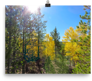 Yellow Aspen Shine In The Sun - Printing (480x480), Png Download