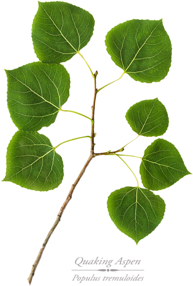 Click And Drag To Re-position The Image, If Desired - Quaking Aspen Leaf Art (466x700), Png Download
