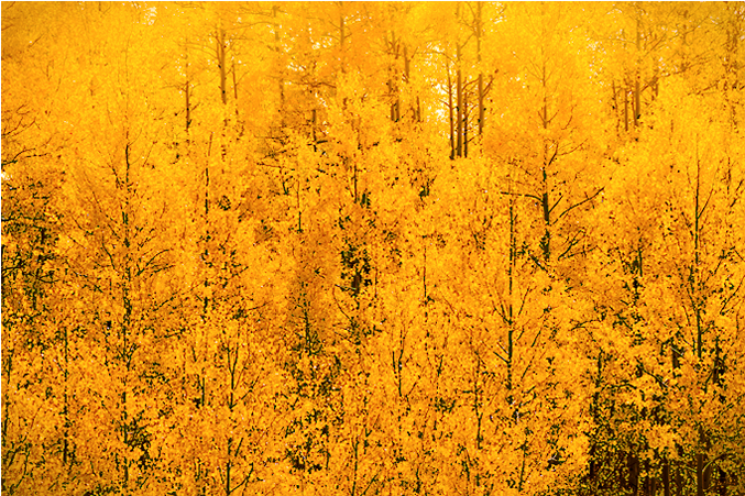 Aspen Gold - Autumn (860x450), Png Download