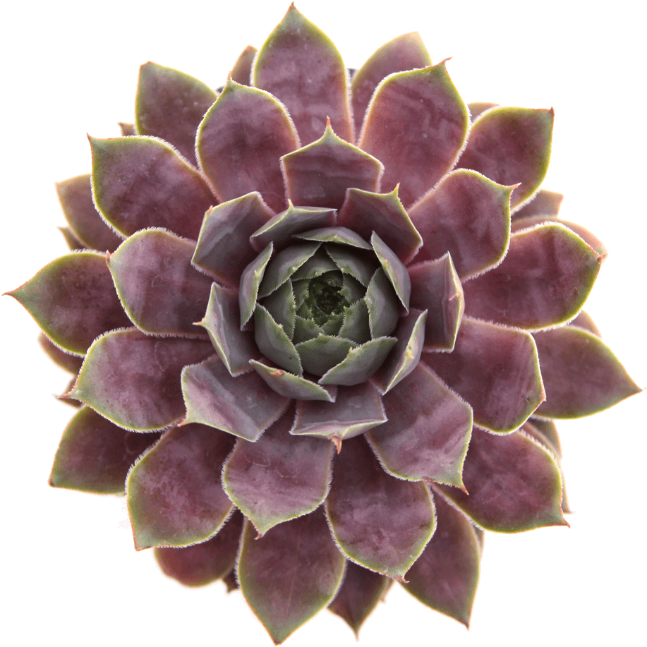 Non Toxic Pet Safe Succulents - Succulent Plant (1024x1024), Png Download