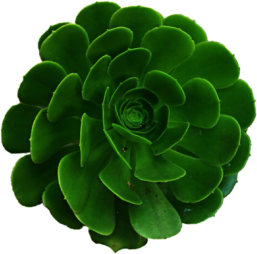 Picture Freeuse Library By Jeanicebartzen On Deviantart - Succulents Png (897x891), Png Download