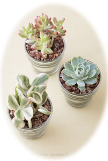 Image Of Three Succulents - Succulent Plant (383x539), Png Download