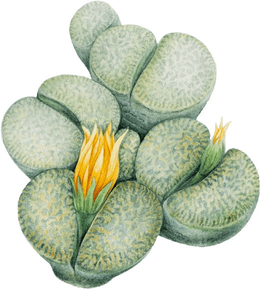 Lithops - Houseplant (600x600), Png Download