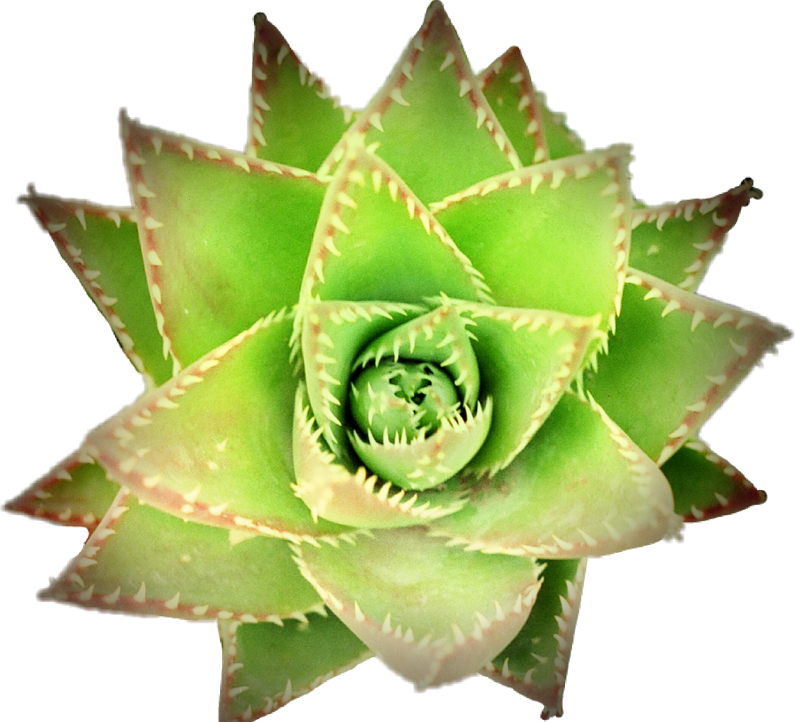 Pcgreen Succulent Succulents Plant Plants Nature Flower - Succulent Plant (1127x1024), Png Download