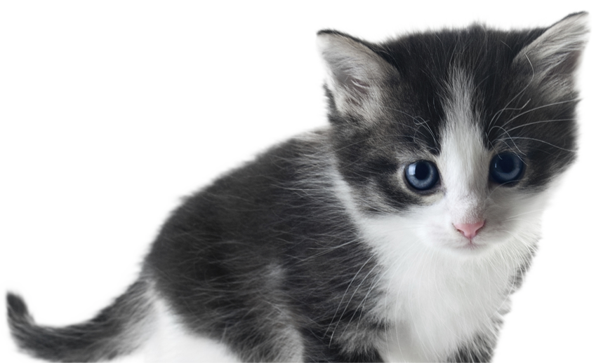 Kittens Transparent White - Black And White Kitten Png (849x518), Png Download