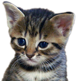 Meet The Kittens - Kitten Bbc (640x360), Png Download