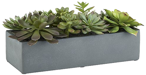 Succulent Plant Rectangle Pot (600x600), Png Download