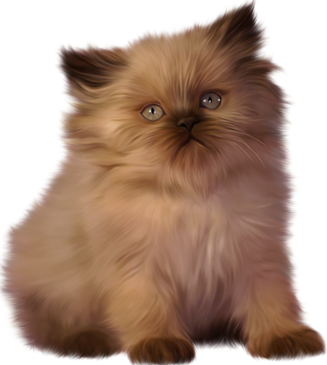Kitten Persian Clip Art Transprent Png Free - Ragdoll Cat Clipart (670x748), Png Download