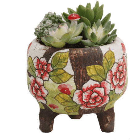 Succulents In Handmade Pots Nps41 - Fruit Cup (500x500), Png Download