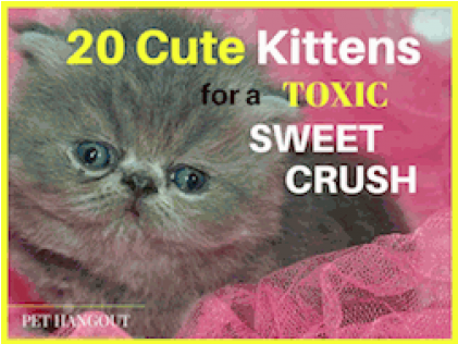 Blog Post22 Cute Kittens Thumbnail - Sweet Kittens: Grayscale Coloring Book [book] (600x315), Png Download