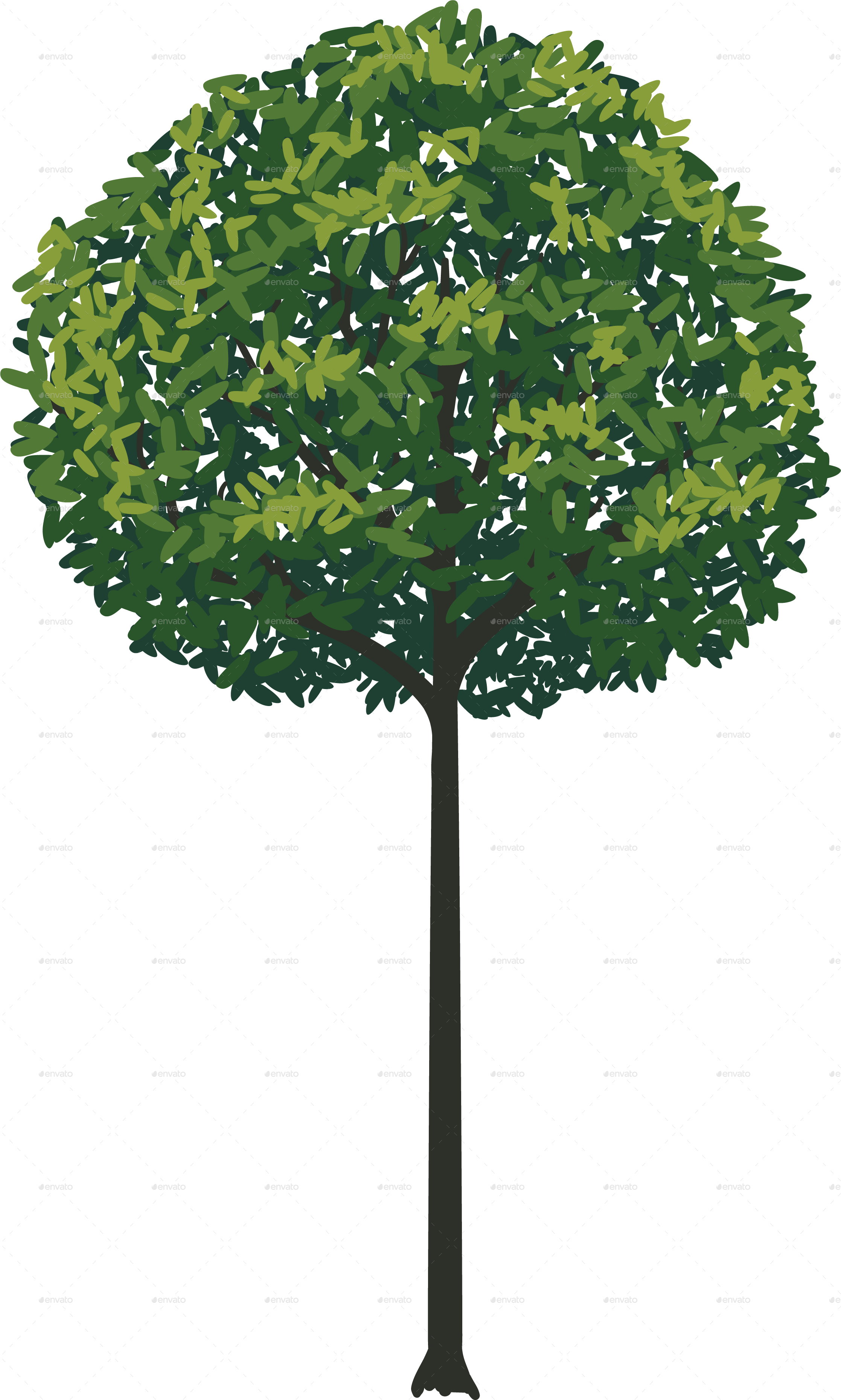Tree Collection - New Mexico Maple (2234x3716), Png Download