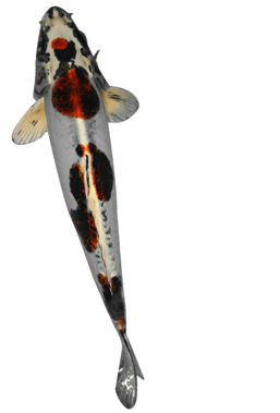 Gold N Gold N Koi Food - Food (340x383), Png Download