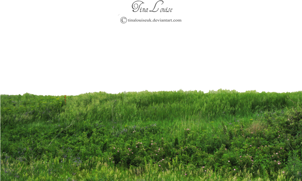 Grass Photoshop, Photoshop Help, Photoshop Photography, - Grass Png (1024x768), Png Download