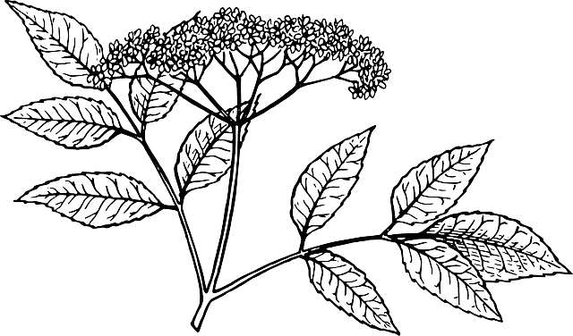 Flower Vine Png - Elderberry Drawing (640x376), Png Download