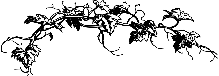 Flower Vine Clipart - Clipart Black And White Vine (900x315), Png Download