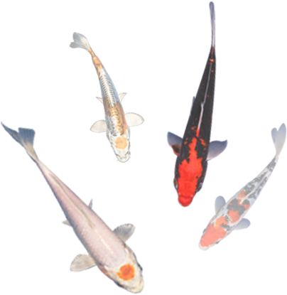 Allkoi-sale - Koi (430x470), Png Download