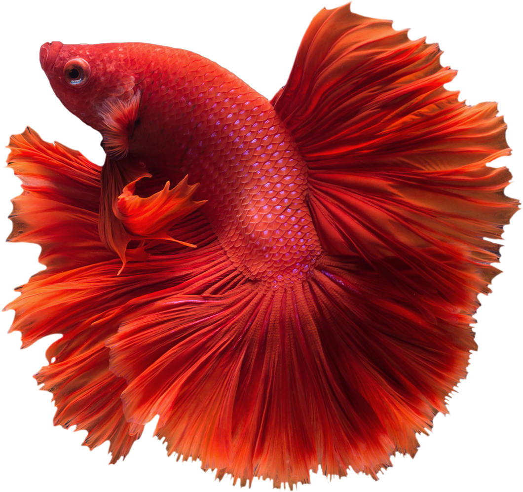 Betta Transparent Png - Betta Png (1200x1200), Png Download