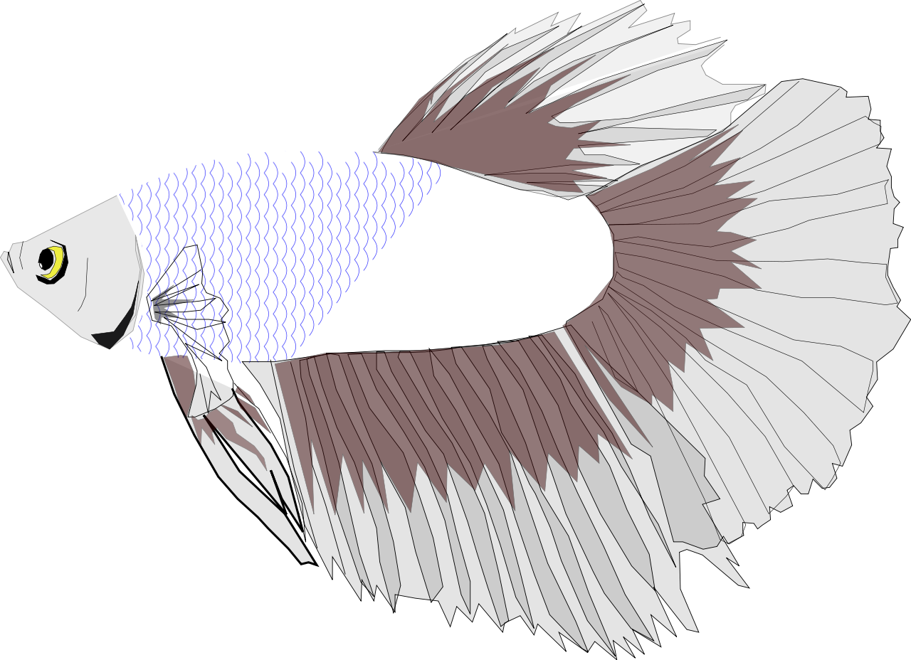 Betta Half Moon - Siamese Fighting Fish (1280x928), Png Download
