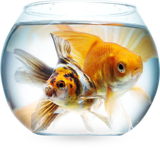 Fish - White (562x520), Png Download
