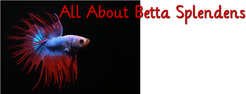 All About Betta Splendens - Aquarium (874x327), Png Download