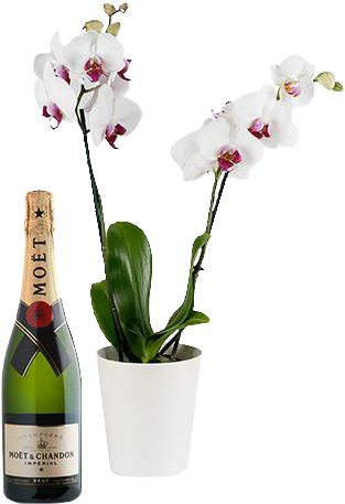 White Orchid & Champagne - Luis Duarte Artefacto Touriga Nacional Selected Harvest (480x480), Png Download