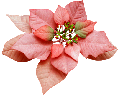 Christmas Greenery, Poinsettias And - Christmas Day (400x321), Png Download