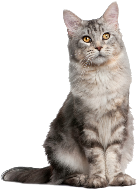 Cat Sitting Up - Cat Sitting Png (505x666), Png Download