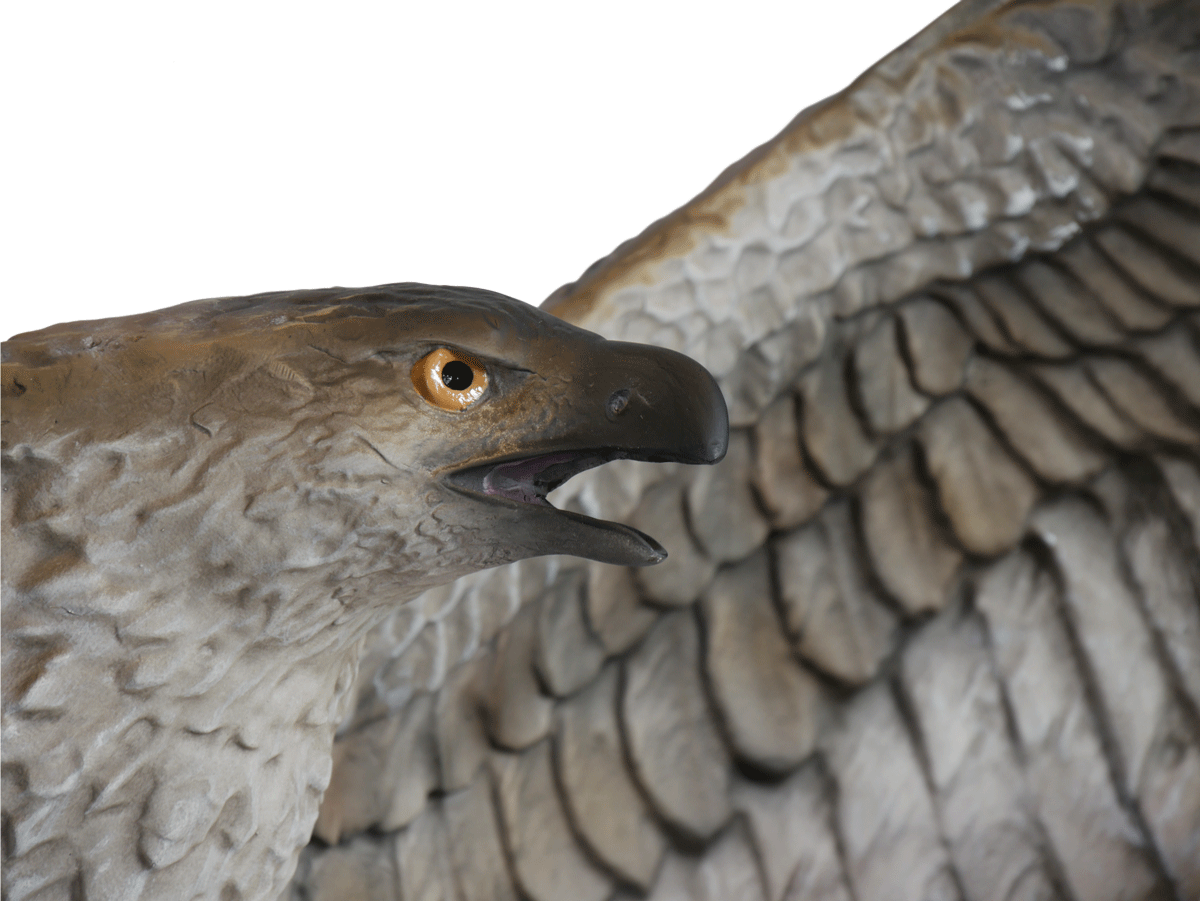 Assassin's Creed® Origins - Hawk (1200x901), Png Download