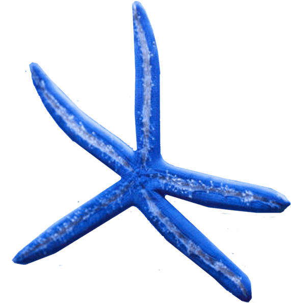 Learn More About Our Maintenance Services - Starfish (700x655), Png Download