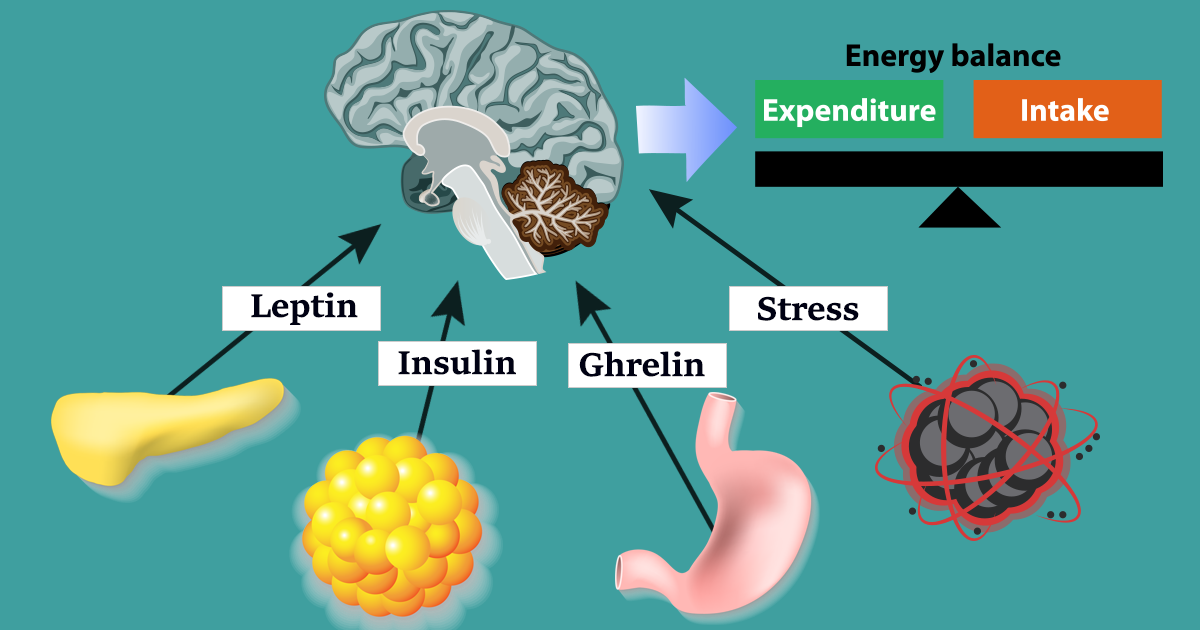 How Hunger Hormones Work Weight Loss Resources - Ghrelin Leptin And Stress (1200x630), Png Download