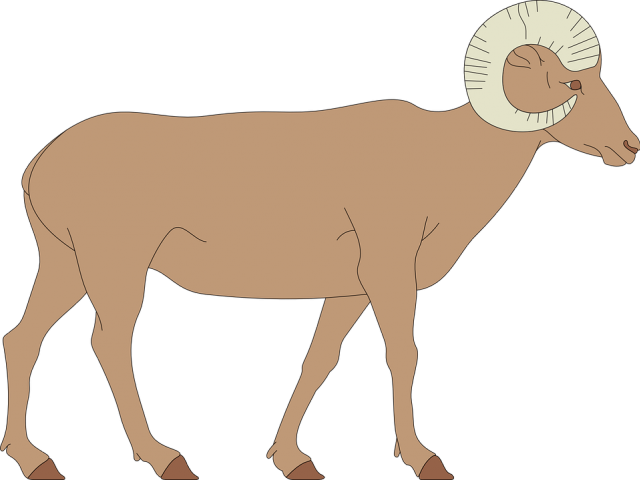 Bighorn Sheep Clipart Big Horn Sheep - Draw A Big Horn Sheep (640x480), Png Download
