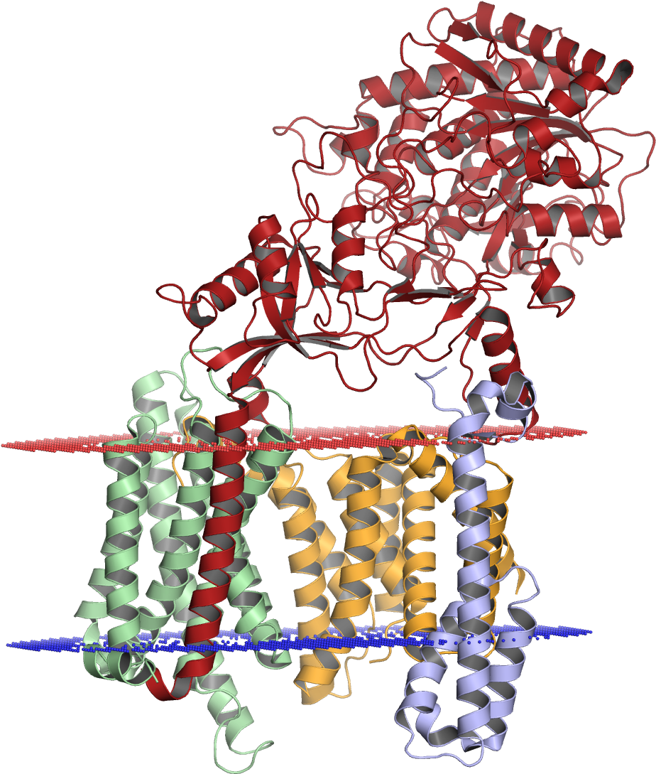 Gamma Secretase (958x1116), Png Download
